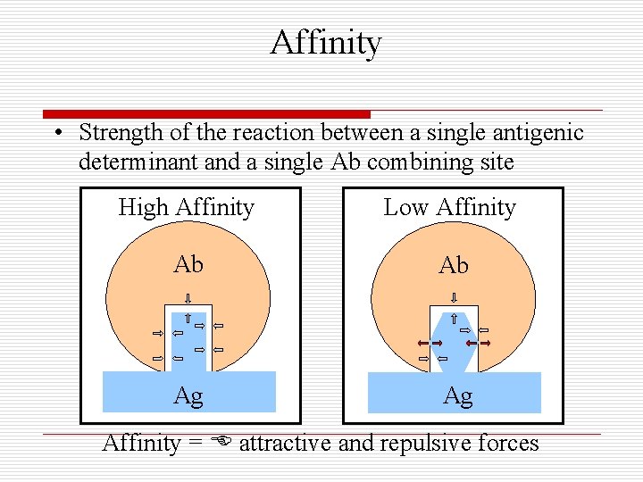 Affinity • Strength of the reaction between a single antigenic determinant and a single