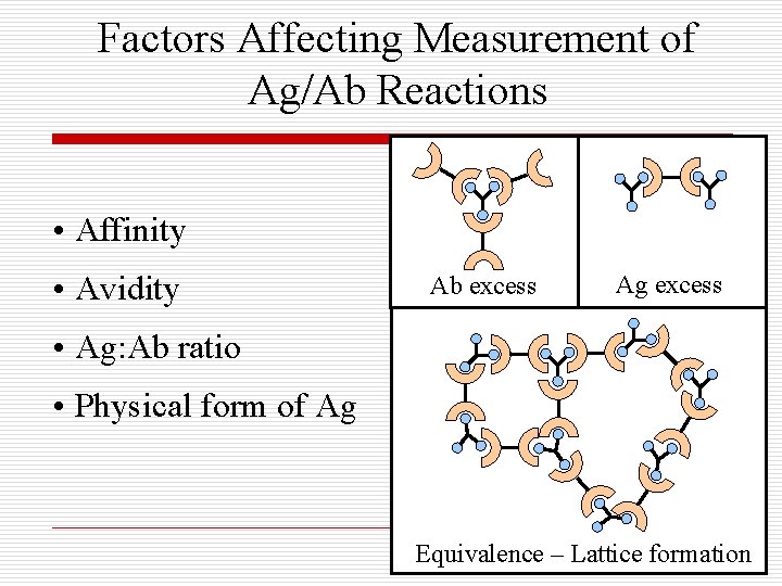 Factors Affecting Measurement of Ag/Ab Reactions • Affinity • Avidity Ab excess Ag excess