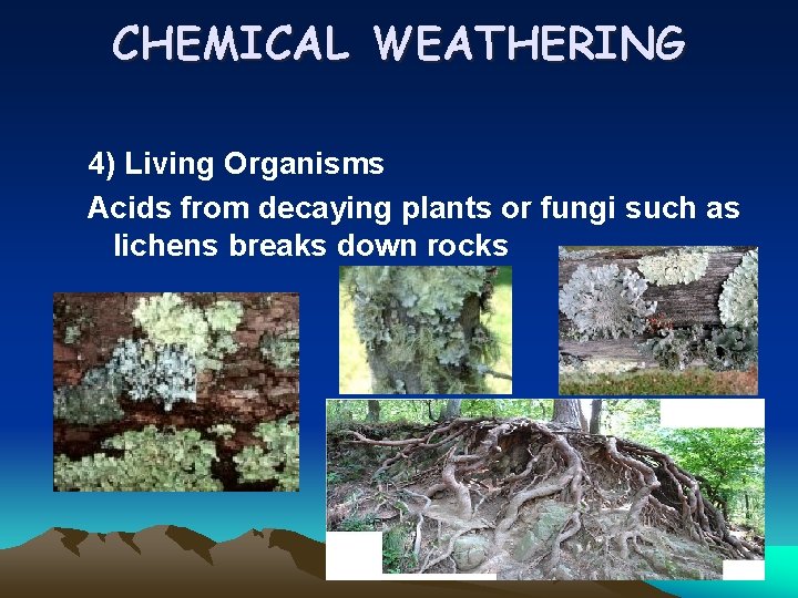 CHEMICAL WEATHERING 4) Living Organisms Acids from decaying plants or fungi such as lichens