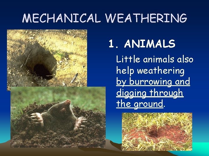 MECHANICAL WEATHERING 1. ANIMALS Little animals also help weathering by burrowing and digging through