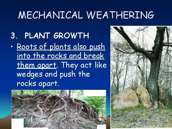 MECHANICAL WEATHERING 3. PLANT GROWTH • Roots of plants also push into the rocks
