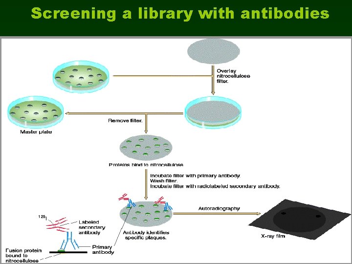 Screening a library with antibodies 