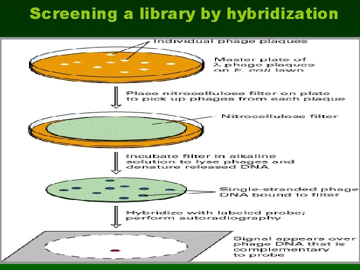 Screening a library by hybridization 