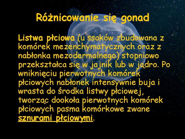 Różnicowanie się gonad Listwa płciowa (u ssaków zbudowana z komórek mezenchymatycznych oraz z nabłonka