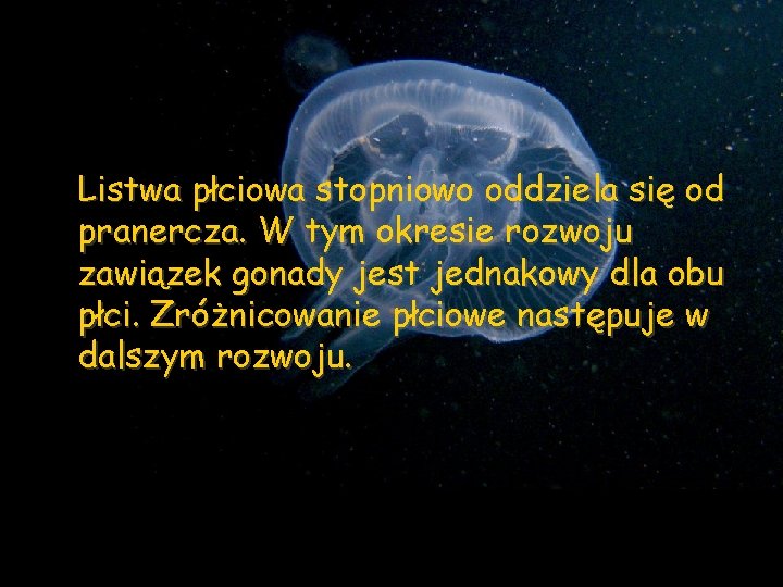 Listwa płciowa stopniowo oddziela się od pranercza. W tym okresie rozwoju zawiązek gonady jest