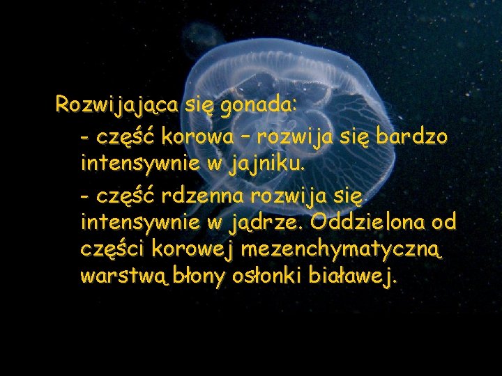 Rozwijająca się gonada: - część korowa – rozwija się bardzo intensywnie w jajniku. -