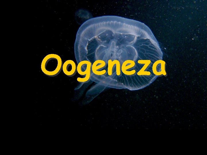 Oogeneza 