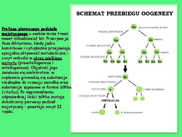 Profaza pierwszego podziału mejotycznego u ssaków może trwać nawet kilkadziesiąt lat. Przerywa ją faza