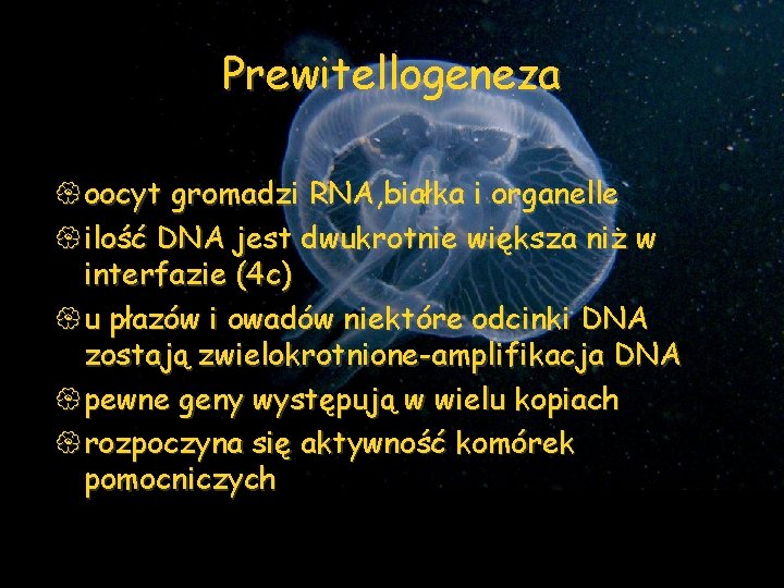Prewitellogeneza { oocyt gromadzi RNA, białka i organelle { ilość DNA jest dwukrotnie większa