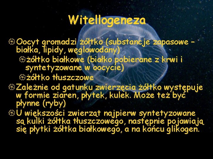 Witellogeneza { Oocyt gromadzi żółtko (substancje zapasowe – białka, lipidy, węglowodany) {żółtko białkowe (białko