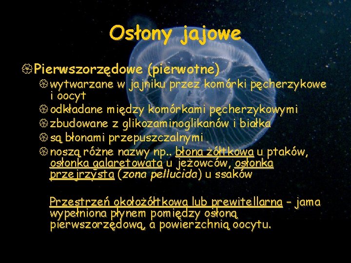 Osłony jajowe { Pierwszorzędowe (pierwotne) {wytwarzane w jajniku przez komórki pęcherzykowe i oocyt {odkładane