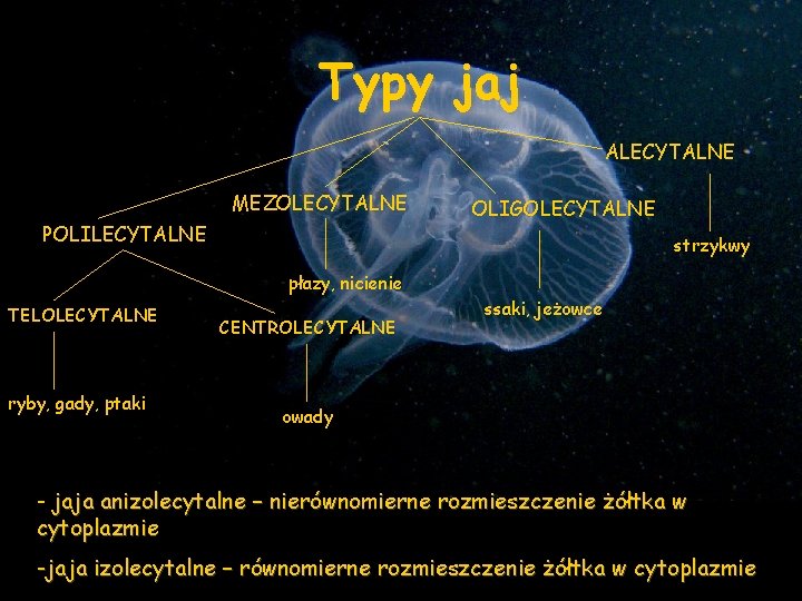 Typy jaj ALECYTALNE MEZOLECYTALNE POLILECYTALNE OLIGOLECYTALNE strzykwy płazy, nicienie TELOLECYTALNE ryby, gady, ptaki CENTROLECYTALNE