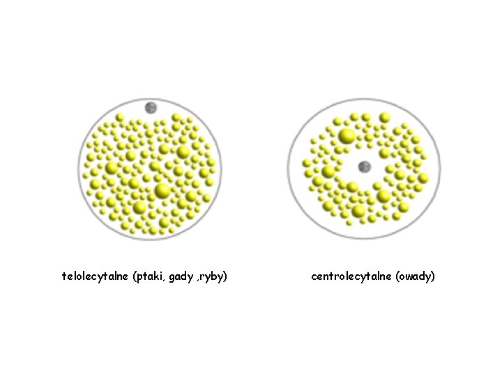 telolecytalne (ptaki, gady , ryby) centrolecytalne (owady) 