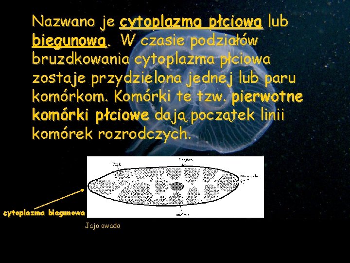 Nazwano je cytoplazmą płciową lub biegunową. W czasie podziałów bruzdkowania cytoplazma płciowa zostaje przydzielona