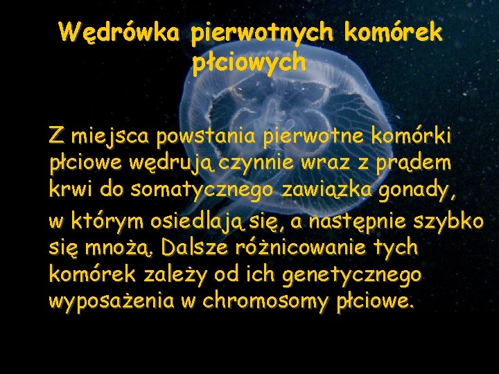 Wędrówka pierwotnych komórek płciowych Z miejsca powstania pierwotne komórki płciowe wędrują czynnie wraz z