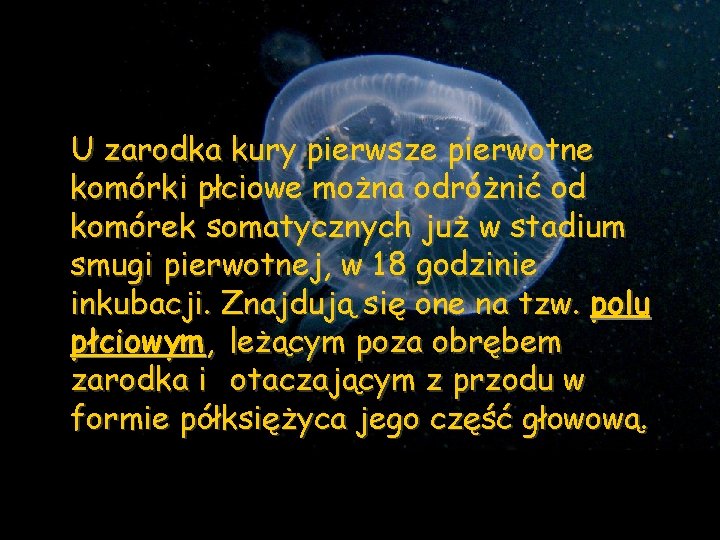 U zarodka kury pierwsze pierwotne komórki płciowe można odróżnić od komórek somatycznych już w