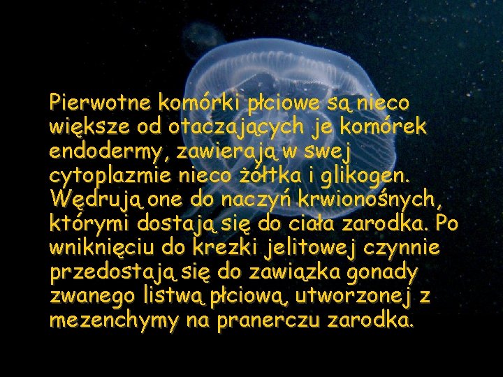 Pierwotne komórki płciowe są nieco większe od otaczających je komórek endodermy, zawierają w swej