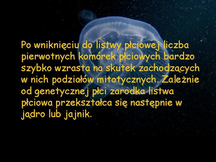 Po wniknięciu do listwy płciowej liczba pierwotnych komórek płciowych bardzo szybko wzrasta na skutek