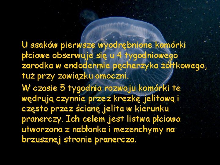 U ssaków pierwsze wyodrębnione komórki płciowe obserwuje się u 4 tygodniowego zarodka w endodermie