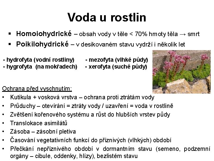 Voda u rostlin § Homoiohydrické – obsah vody v těle < 70% hmoty těla