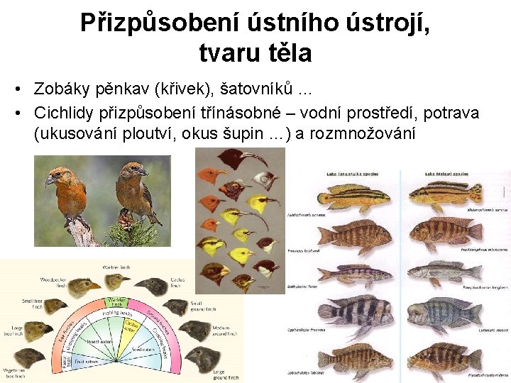 Přizpůsobení ústního ústrojí, tvaru těla • Zobáky pěnkav (křivek), šatovníků … • Cichlidy přizpůsobení