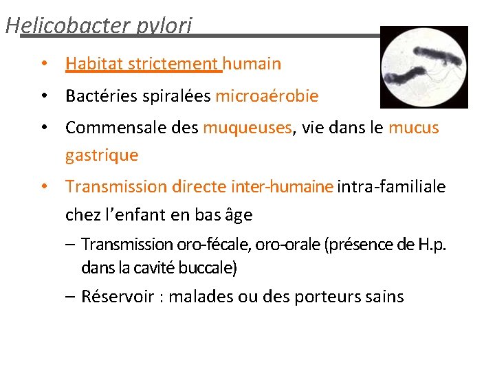 Helicobacter pylori • Habitat strictement humain • Bactéries spiralées microaérobie • Commensale des muqueuses,