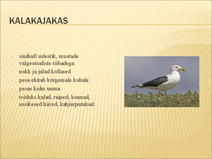 KALAKAJAKAS • • • sinihall sulestik, mustade valgeotsaliste tiibadega nokk ja jalad kollased pesa KALAKAJAKAS • • • sinihall sulestik, mustade valgeotsaliste tiibadega nokk ja jalad kollased pesa