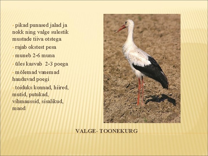 pikad punased jalad ja nokk ning valge sulestik mustade tiiva otstega • rajab okstest pikad punased jalad ja nokk ning valge sulestik mustade tiiva otstega • rajab okstest