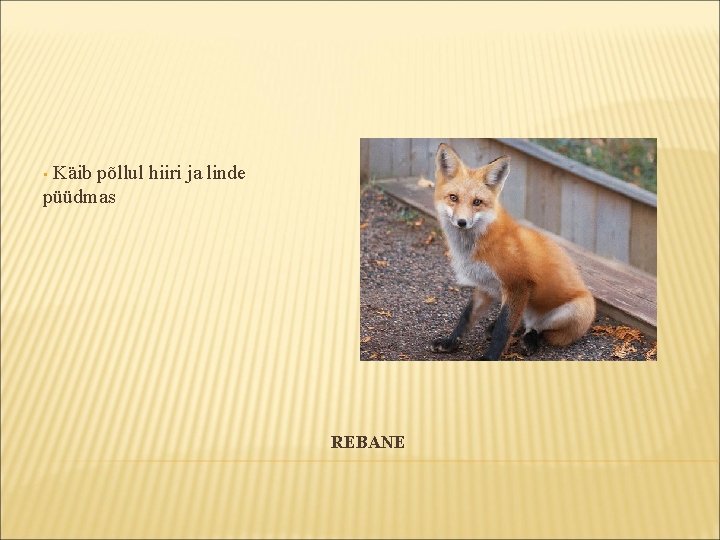 Käib põllul hiiri ja linde püüdmas • REBANE Käib põllul hiiri ja linde püüdmas • REBANE