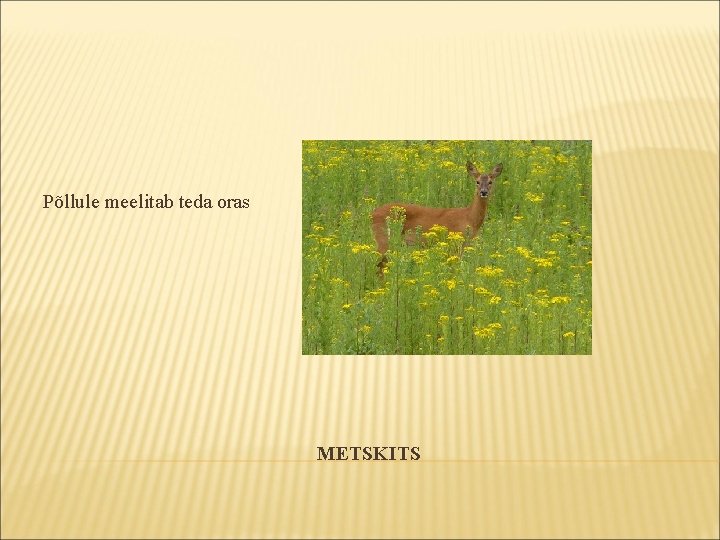 Põllule meelitab teda oras METSKITS Põllule meelitab teda oras METSKITS