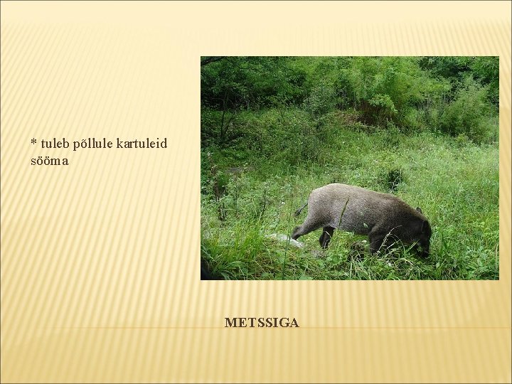 * tuleb põllule kartuleid sööma METSSIGA * tuleb põllule kartuleid sööma METSSIGA