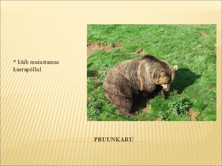 * käib maiustamas kaerapõllul PRUUNKARU * käib maiustamas kaerapõllul PRUUNKARU