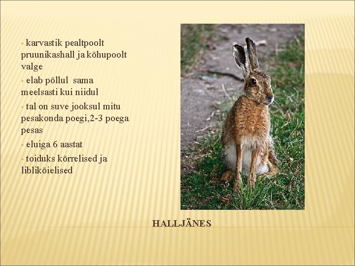 karvastik pealtpoolt pruunikashall ja kõhupoolt valge • elab põllul sama meelsasti kui niidul • karvastik pealtpoolt pruunikashall ja kõhupoolt valge • elab põllul sama meelsasti kui niidul •
