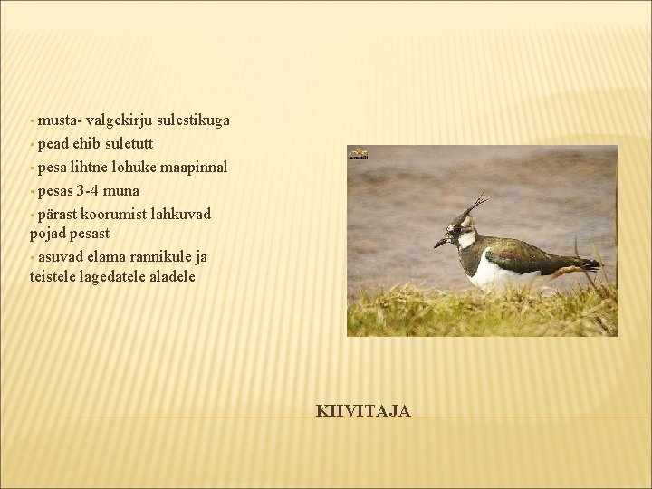 musta- valgekirju sulestikuga • pead ehib suletutt • pesa lihtne lohuke maapinnal • pesas musta- valgekirju sulestikuga • pead ehib suletutt • pesa lihtne lohuke maapinnal • pesas