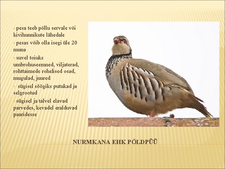pesa teeb põllu servale või kivihunnikute lähedale • pesas võib olla isegi üle 20 pesa teeb põllu servale või kivihunnikute lähedale • pesas võib olla isegi üle 20