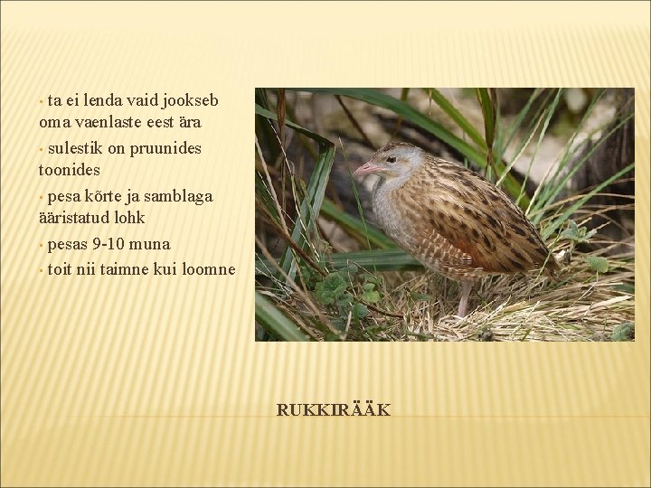 ta ei lenda vaid jookseb oma vaenlaste eest ära • sulestik on pruunides toonides ta ei lenda vaid jookseb oma vaenlaste eest ära • sulestik on pruunides toonides