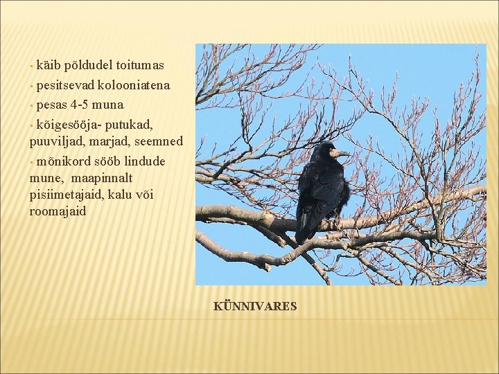 käib põldudel toitumas • pesitsevad kolooniatena • pesas 4 -5 muna • kõigesööja- putukad, käib põldudel toitumas • pesitsevad kolooniatena • pesas 4 -5 muna • kõigesööja- putukad,