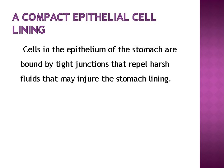 A COMPACT EPITHELIAL CELL LINING Cells in the epithelium of the stomach are bound