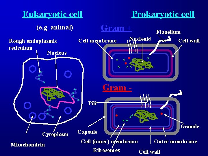 Eukaryotic cell Prokaryotic cell Gram + Flagellum (e. g. animal) Rough endoplasmic reticulum Nucleus