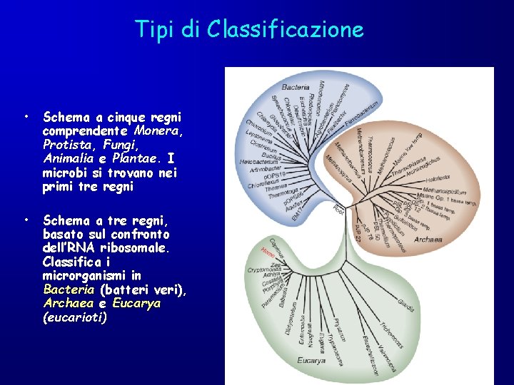 Tipi di Classificazione • Schema a cinque regni comprendente Monera, Protista, Fungi, Animalia e