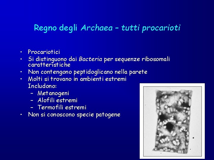 Regno degli Archaea – tutti procarioti • Procariotici • Si distinguono dai Bacteria per