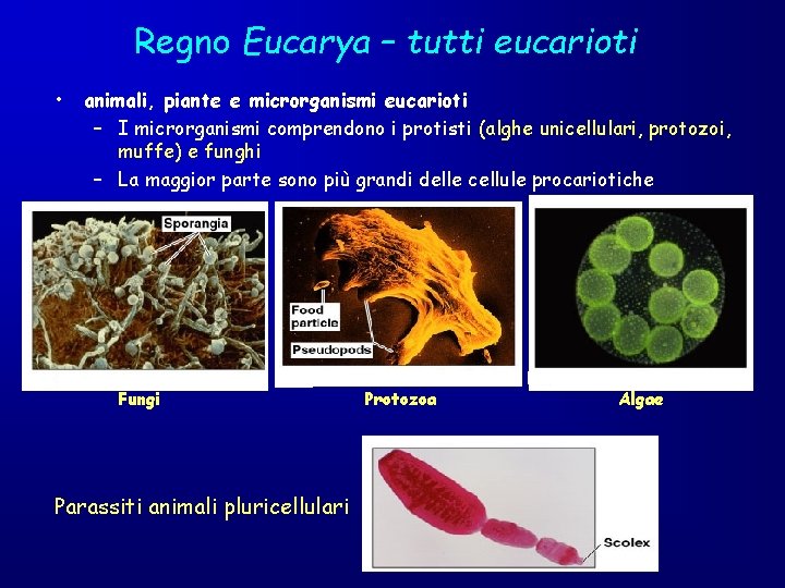 Regno Eucarya – tutti eucarioti • animali, piante e microrganismi eucarioti – I microrganismi