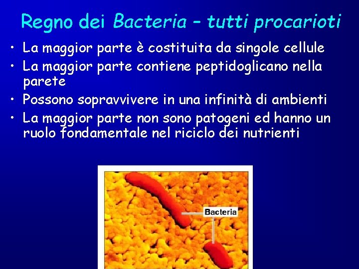 Regno dei Bacteria – tutti procarioti • La maggior parte è costituita da singole