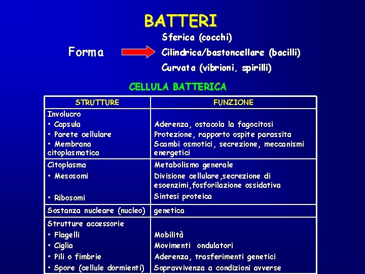 BATTERI Sferica (cocchi) Forma Cilindrica/bastoncellare (bacilli) Curvata (vibrioni, spirilli) CELLULA BATTERICA STRUTTURE Involucro •