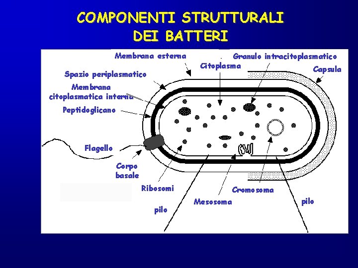 COMPONENTI STRUTTURALI DEI BATTERI Membrana esterna Spazio periplasmatico Granulo intracitoplasmatico Citoplasma Capsula Membrana citoplasmatica