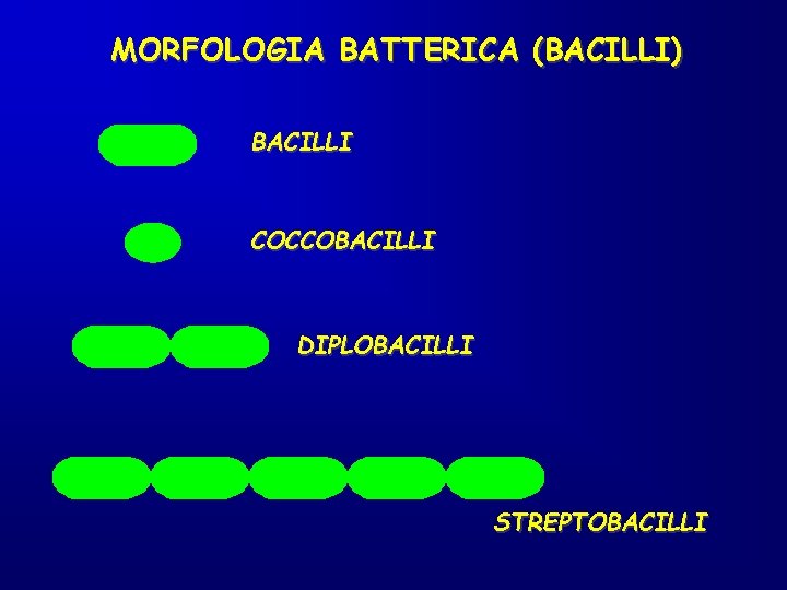 MORFOLOGIA BATTERICA (BACILLI) BACILLI COCCOBACILLI DIPLOBACILLI STREPTOBACILLI 