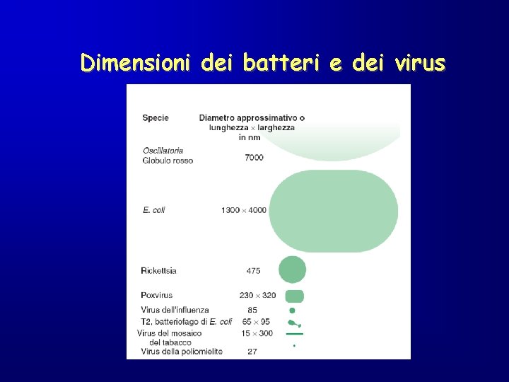 Dimensioni dei batteri e dei virus 