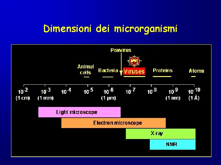 Dimensioni dei microrganismi 