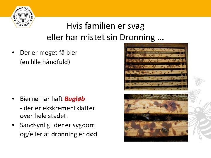 Hvis familien er svag eller har mistet sin Dronning. . . • Der er