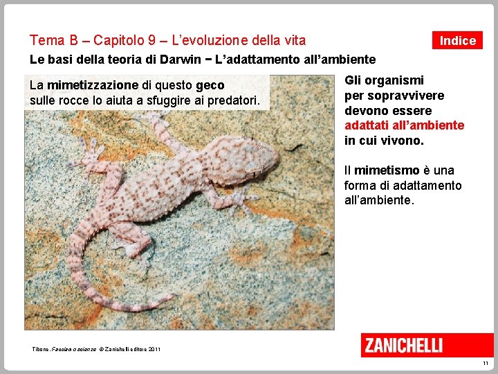 Tema B – Capitolo 9 – L’evoluzione della vita Indice Le basi della teoria